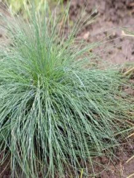 Fétuque bleue 'Festina'