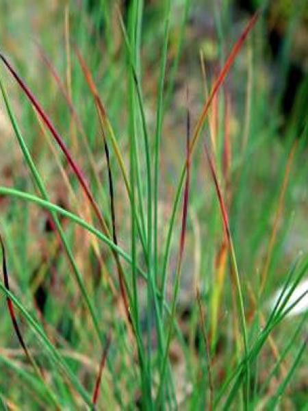 Fétuque bleue 'Harz'