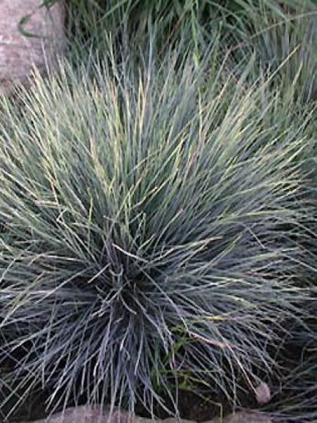 Fétuque bleue 'Silberreiher'