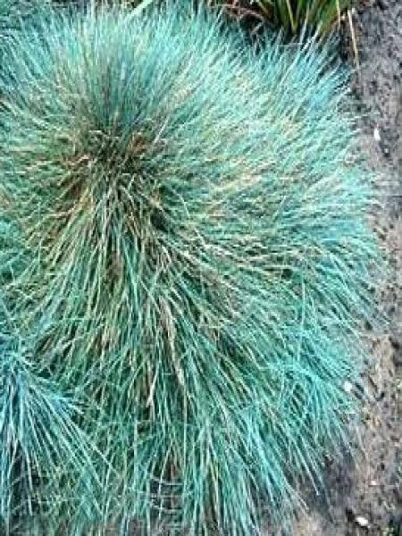 Fétuque bleue 'Uchte'