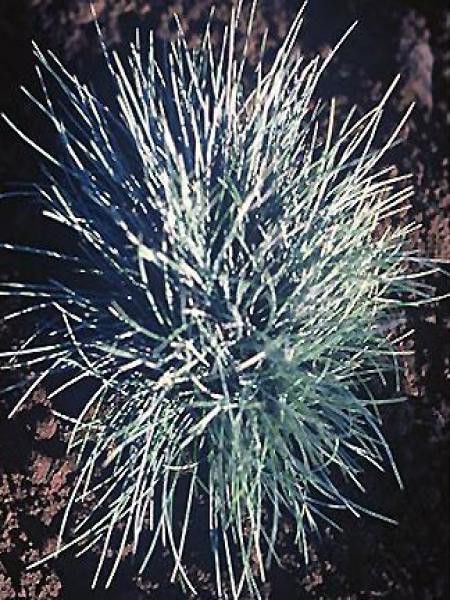 Fétuque bleue 'Zwergenkönig'
