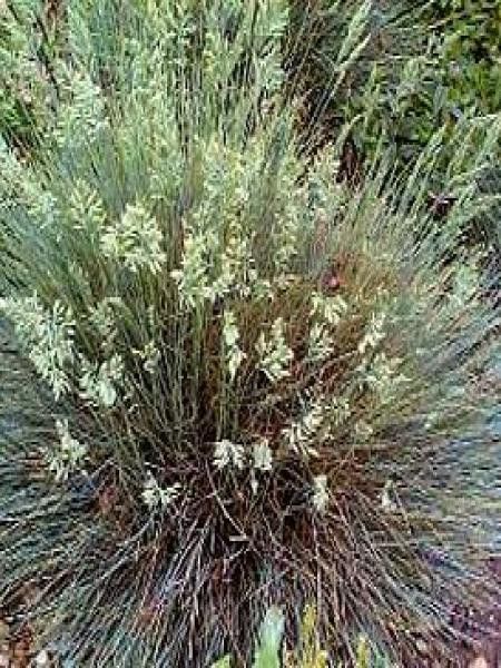 Fétuque du Valais 'Silbersee'