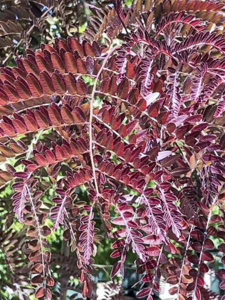 Févier d'Amérique sans épines 'Rubylace'
