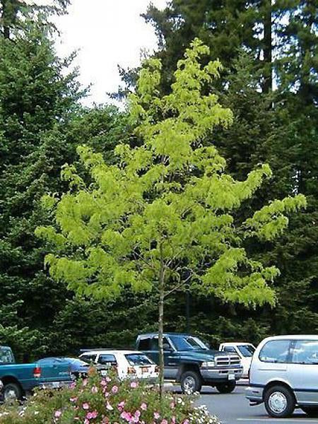 Févier d'Amérique sans épines