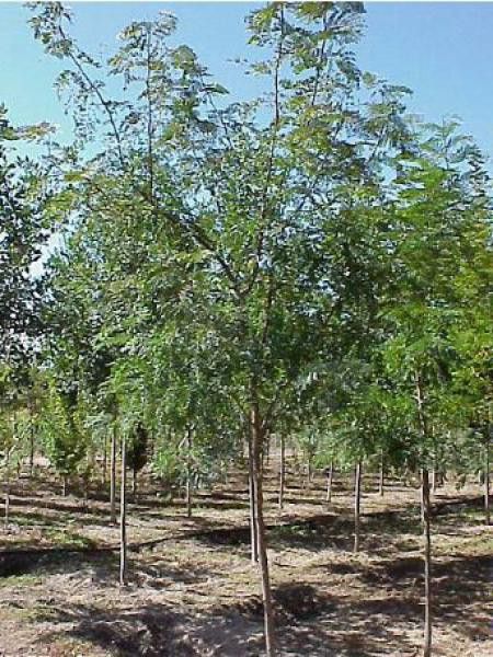 Févier d'Amérique 'Shademaster'