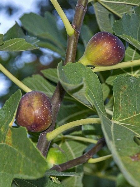 Figuier 'Del Portogallo'