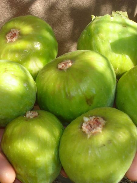 Figuier 'Gentil Bianco'