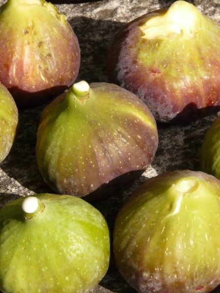 Figuier 'Goutte d'Or'