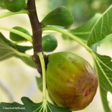 Figuier 'Goutte D'Or' Ficus Carica - Godet 6-10 Cm, Figue Jaune Doré Bifère, Très Sucré