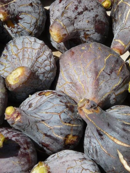 Figuier 'Grise de Tarascon'