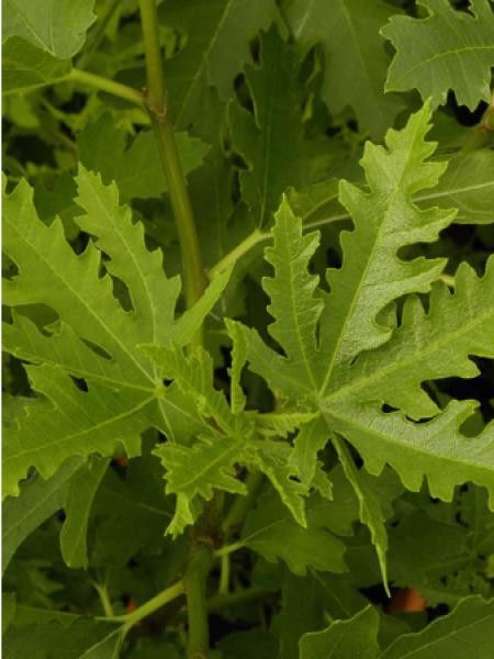 Figuier 'Ice Chrystal'