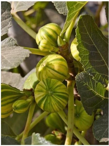 Figuier 'Panaché'