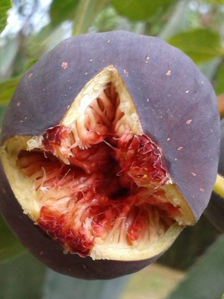 Figuier 'Rouge de Bordeaux'