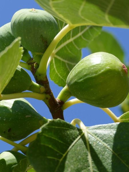 Figuier 'Violette d'Argenteuil'