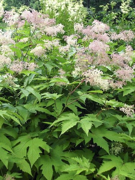 Filipendule du Kamtchatka