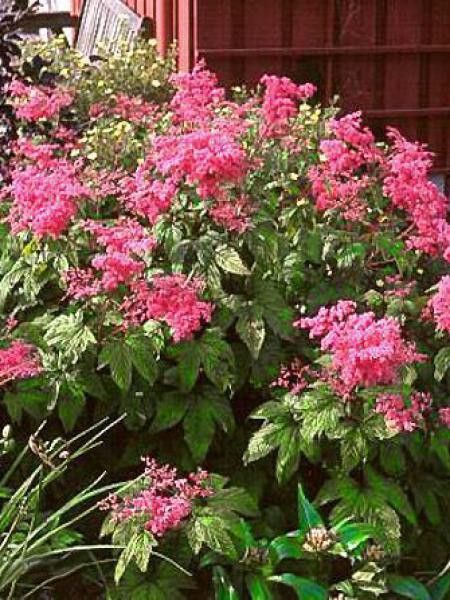 Filipendule palmée 'Nana'