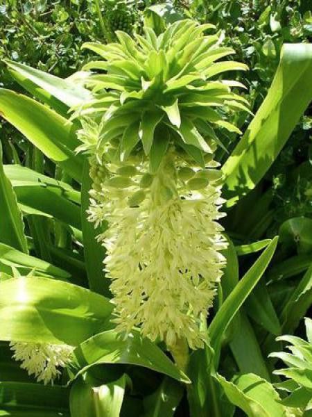 Fleur ananas d'automne