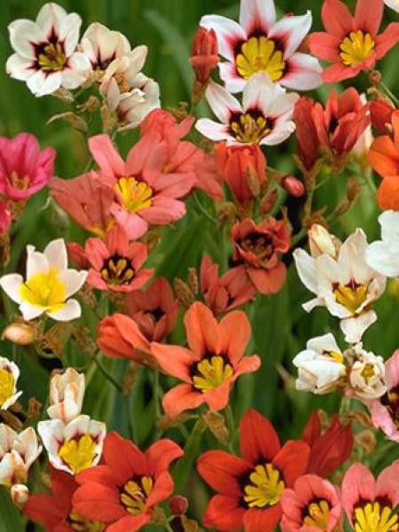 Fleur arlequin en mélange