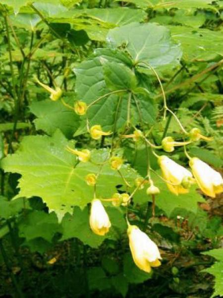 Fleur de cire de Corée