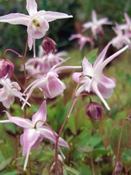 Fleur des elfes à grandes fleurs 'Akebono'
