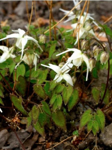 Fleur des elfes à grandes fleurs 'Creeping yellow'