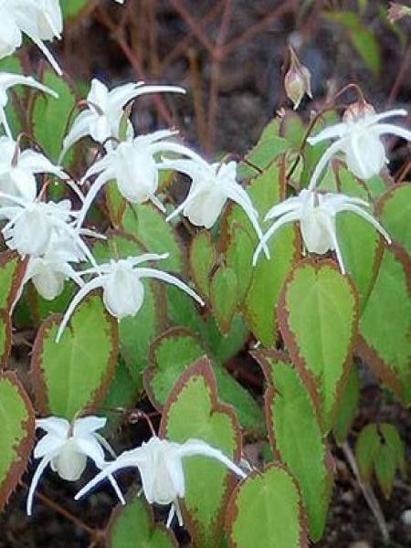 Fleur des elfes à grandes fleurs 'Nanum'