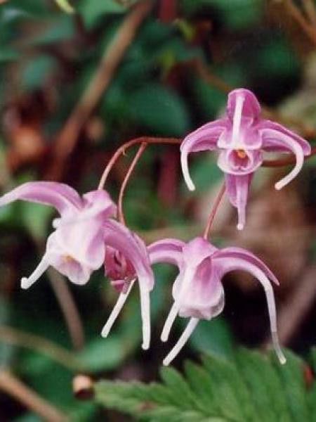 Fleur des elfes à grandes fleurs