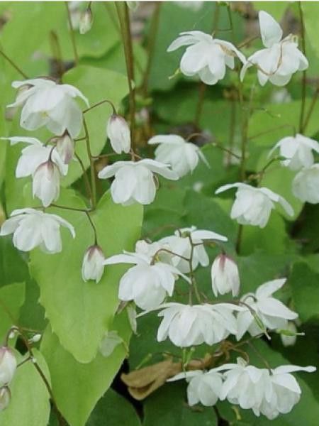 Fleur des elfes 'Alabaster'