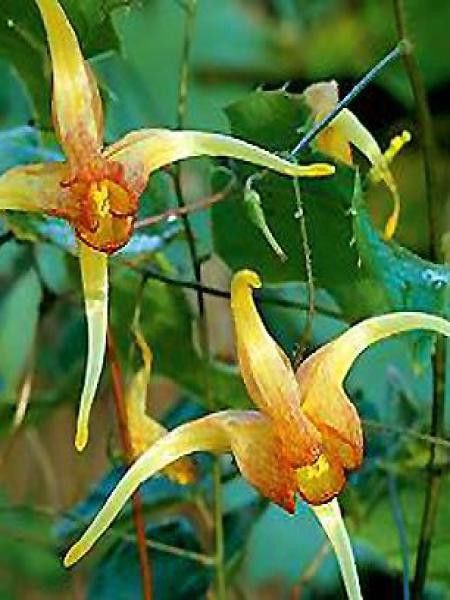 Fleur des elfes 'Amber Queen'