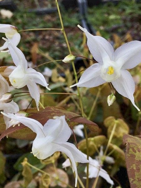 Fleur des elfes 'Arctic Wings'