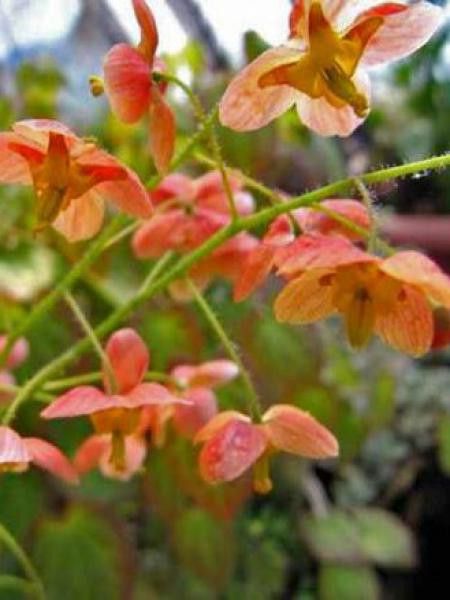 Fleur des elfes 'Orange Königin'