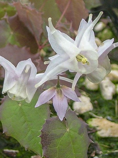 Fleur des elfes pauciflorum