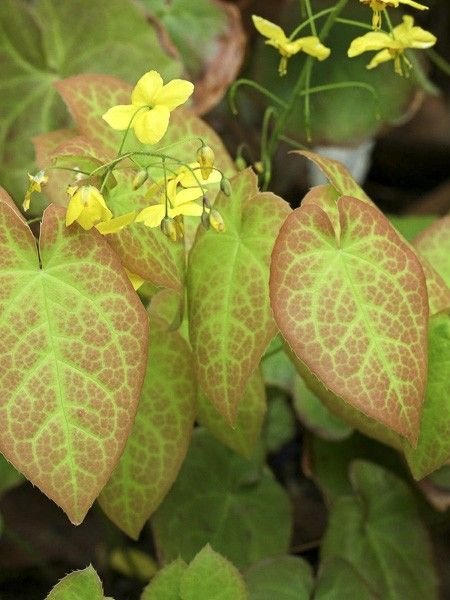 Fleur des elfes pennée