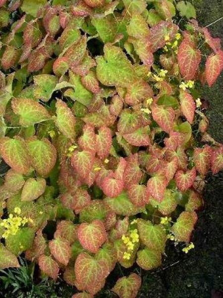 Fleur des elfes perralderianium