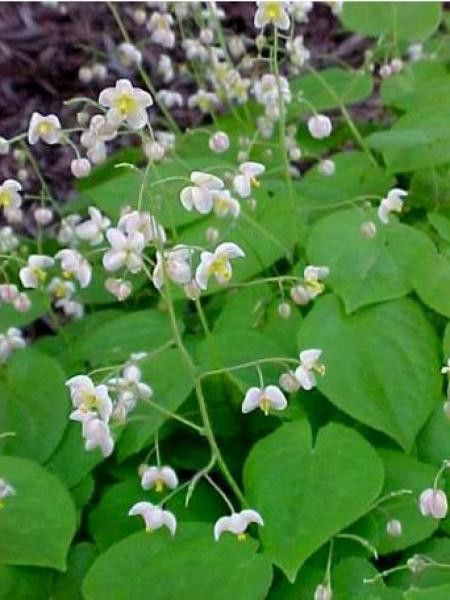 Fleur des elfes pubigerum