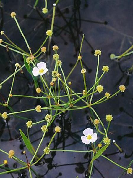 Flûteau fausse-renoncule