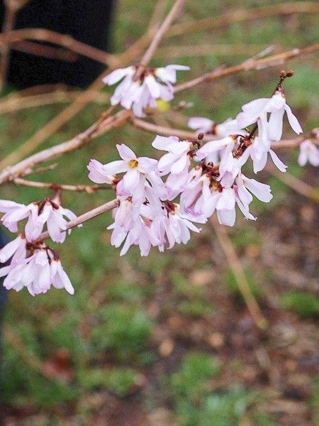 Forsythia blanc 'Roseum'