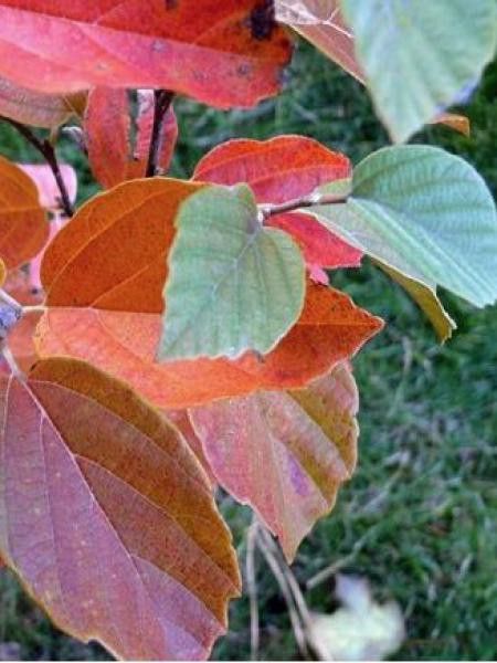 Fothergilla  'Blue Shadow'