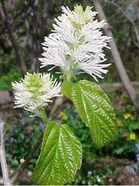 Fothergilla major