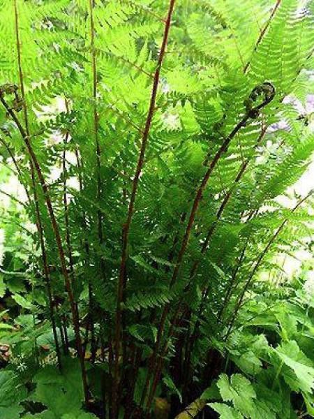 Fougère femelle 'Lady in Red'