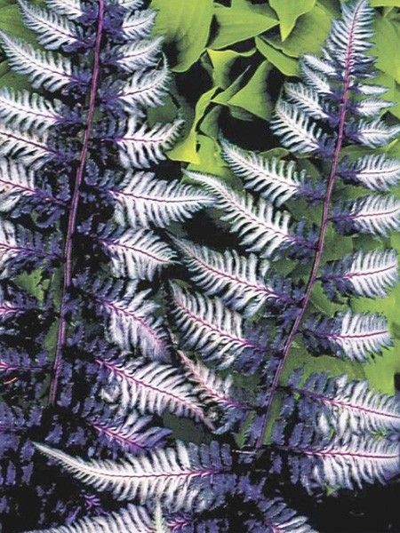 Fougère japonaise 'Ursula's Red'