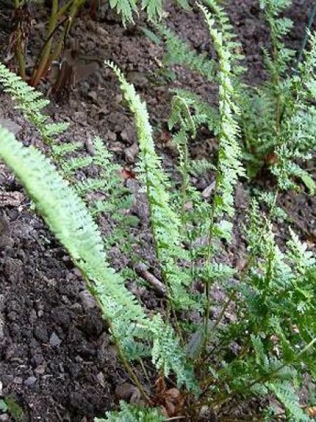 Fougère mâle 'Barnesii'