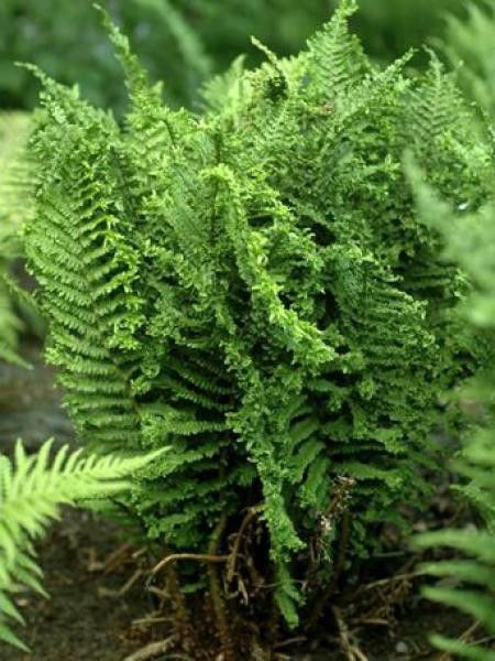 Fougère mâle 'Crispa'