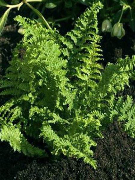 Fougère mâle 'Cristata'