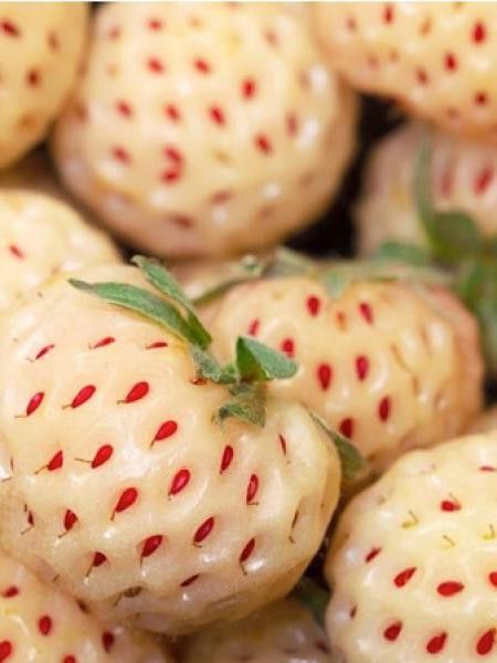 Fraisier 'Anablanca'