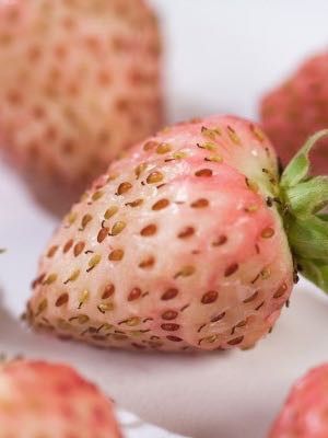 Fraisier 'Bubbleberry'
