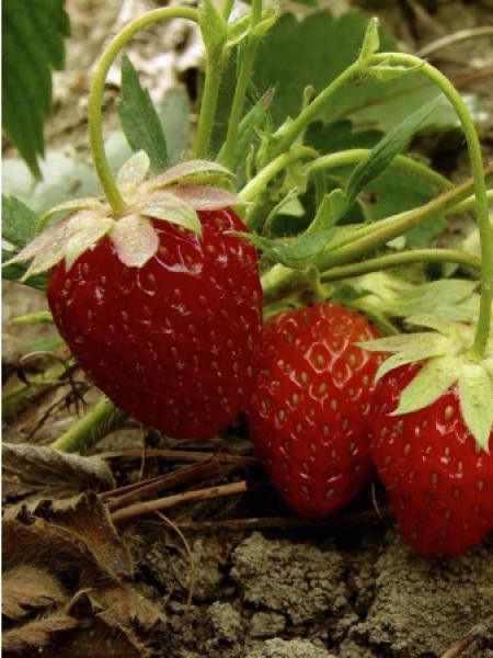 Fraisier 'Cigaline' - non remontant