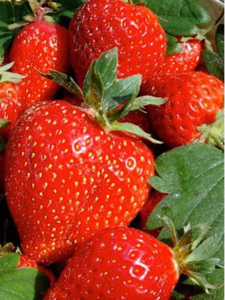 Fraisier 'Cijosée' - remontant