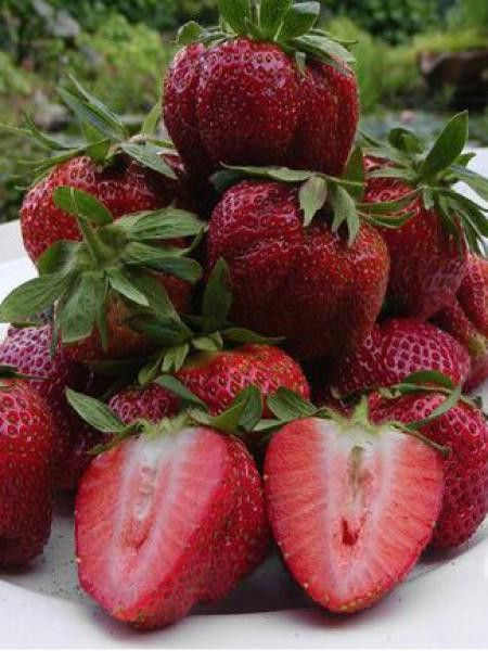 Fraisier 'Darselect'  - non remontant