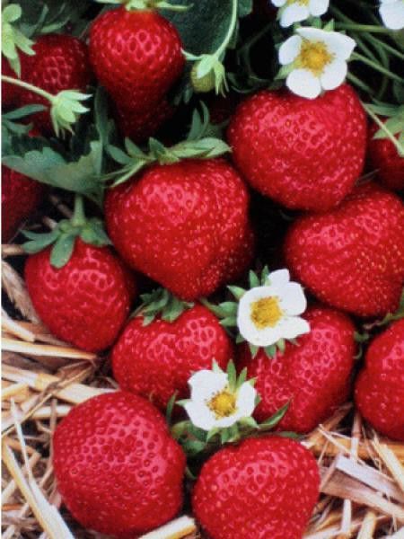 Fraisier des bois 'Mara des Bois' - remontant